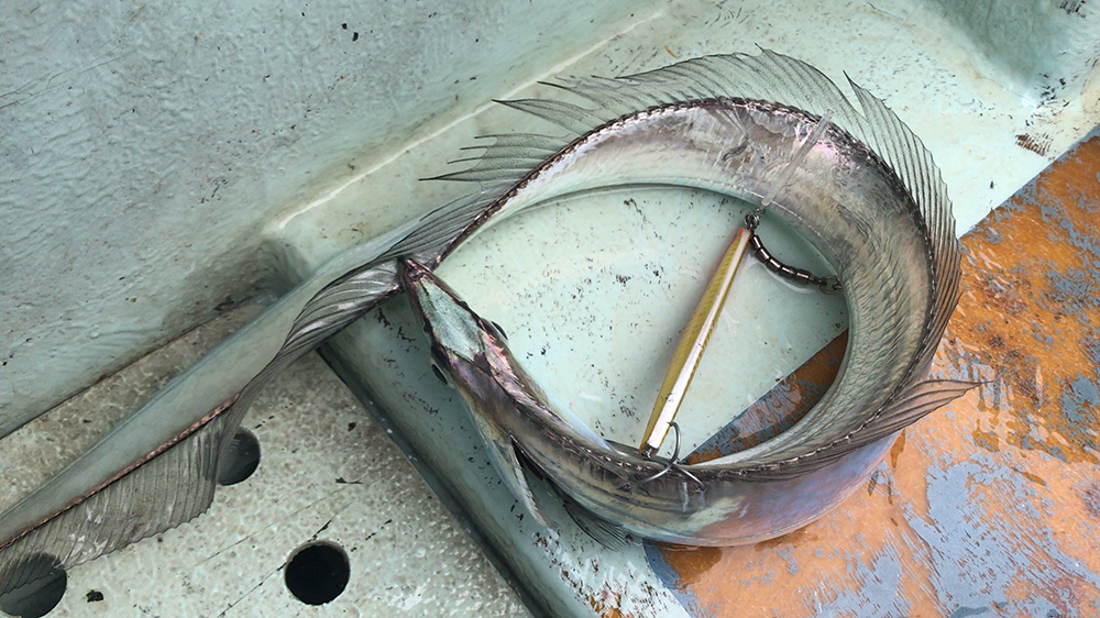 タチウオ上から