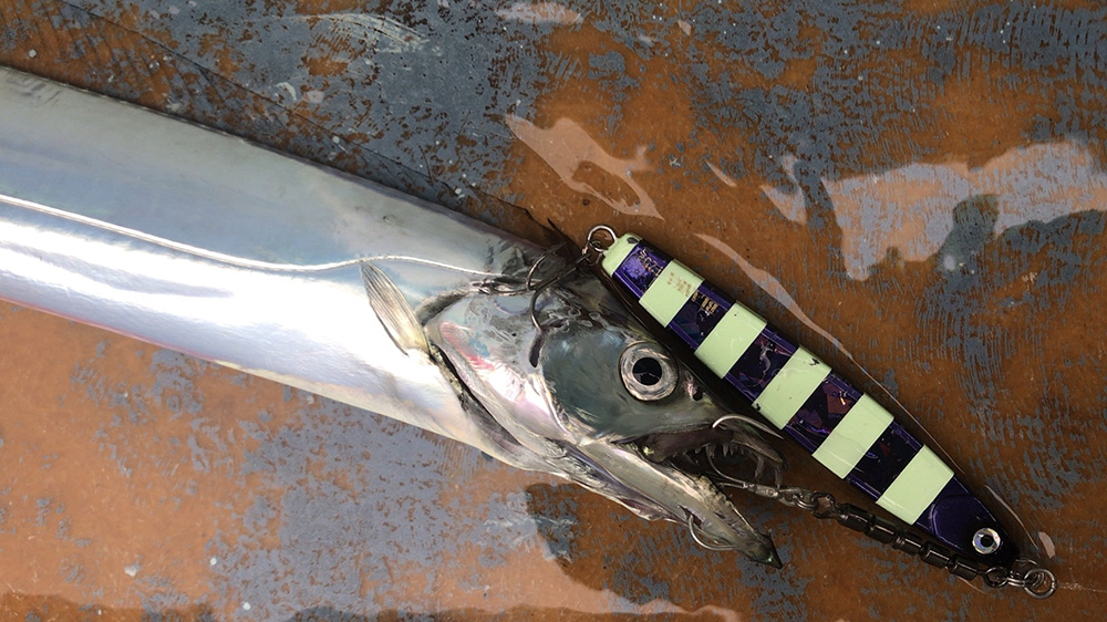 タチウオガッツリヒット