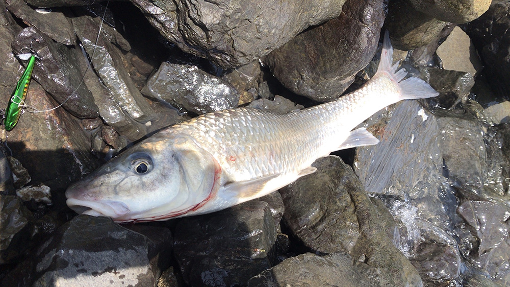 2020年7月ニゴイ