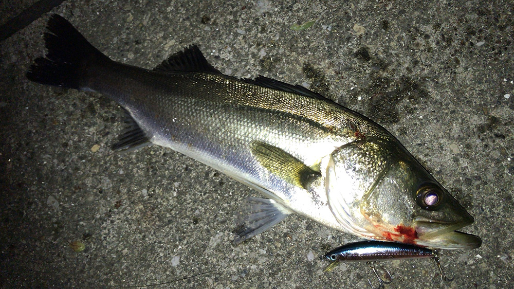 2020年7月シーバス03