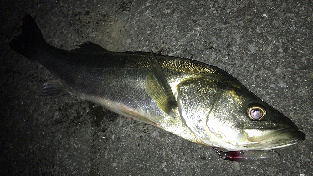 2020年7月シーバス04