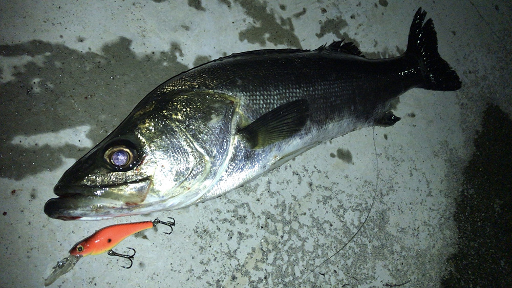 2020年7月シーバス05