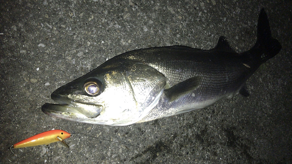 2020年7月シーバス06