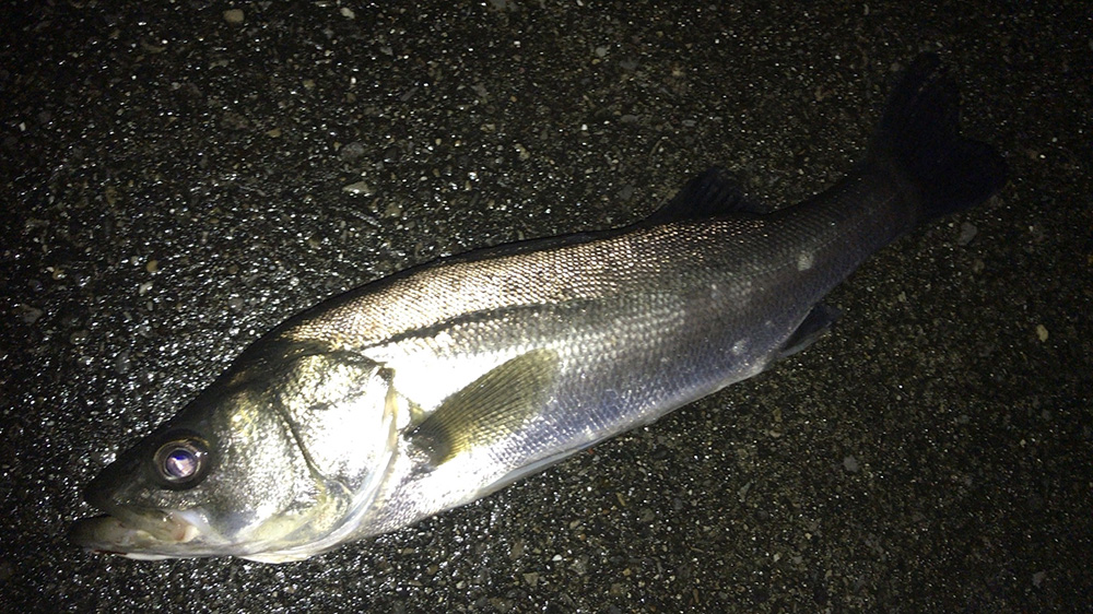 2020年7月シーバス07