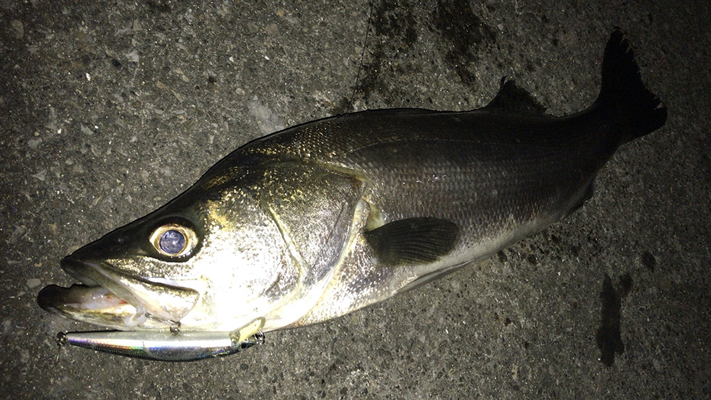 2020年7月シーバス08