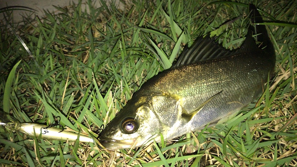 2020年7月シーバス11