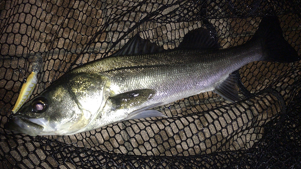 2020年7月シーバス10