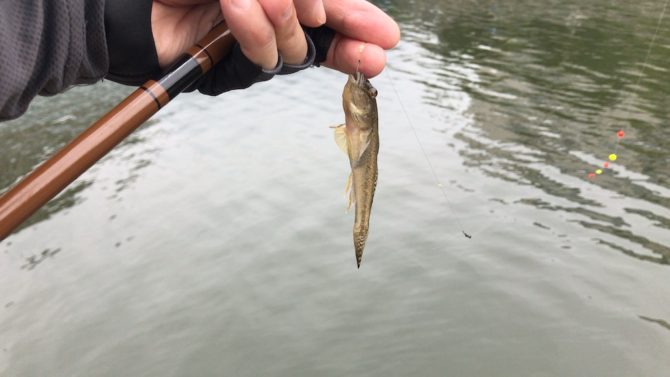 ハゼ釣り。江東区小名木川クローバー橋で試し釣り♪(´ε｀ )