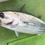 相模湾ルアーカツオ。残念ながら食わないパターンで出来ること。