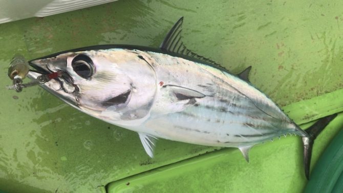 相模湾ルアーカツオ。残念ながら食わないパターンで出来ること。