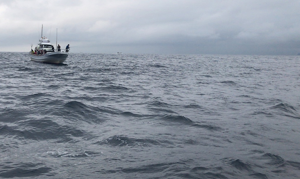 カツオのナブラ