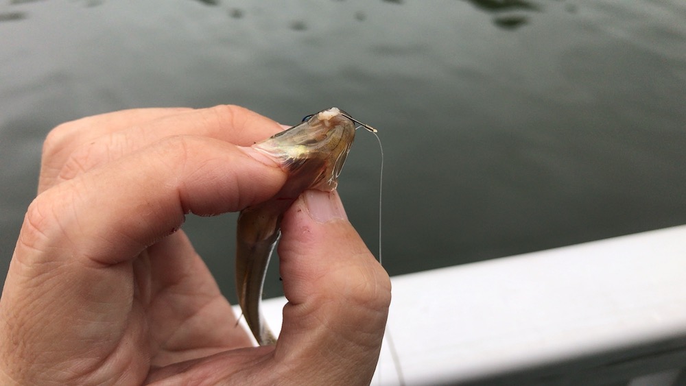 ハリを飲み込まれた場合