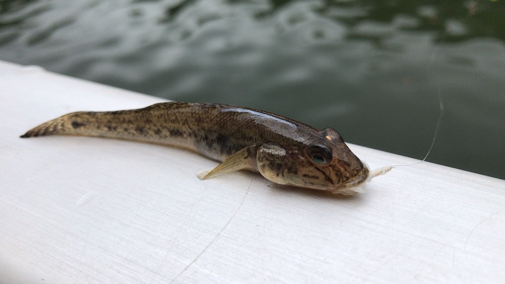 横十間川のハゼ