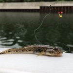 江東区横十間川でハゼ釣り。シモリウキの動きが楽しい釣り。