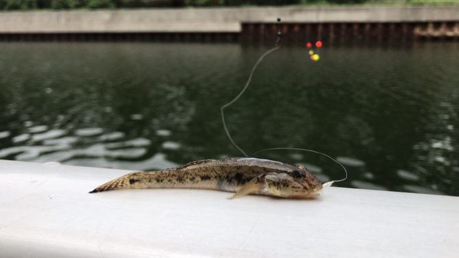 江東区横十間川でハゼ釣り。シモリウキの動きが楽しい釣り。