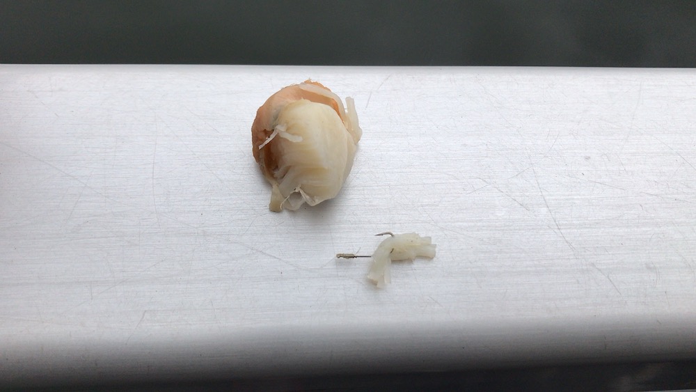 ベビーホタテをエサに