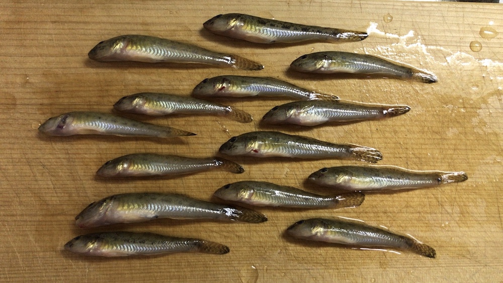 この日釣れたハゼ