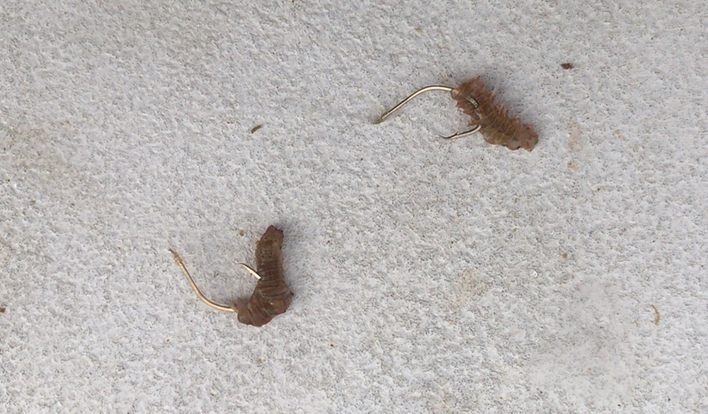 アオイソメエサ