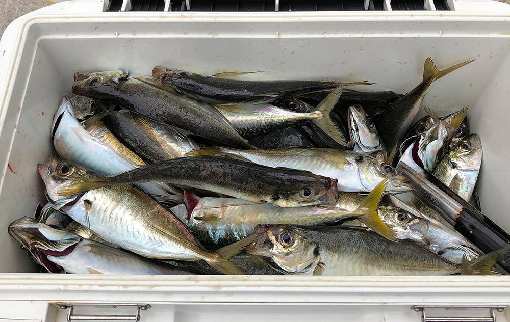 初めての東京湾LT（ライトタックル）アジ釣り｜江東区深川吉野屋