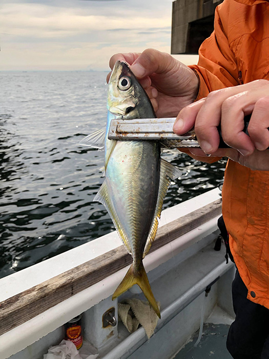 初めての東京湾LT（ライトタックル）アジ釣り｜江東区深川吉野屋