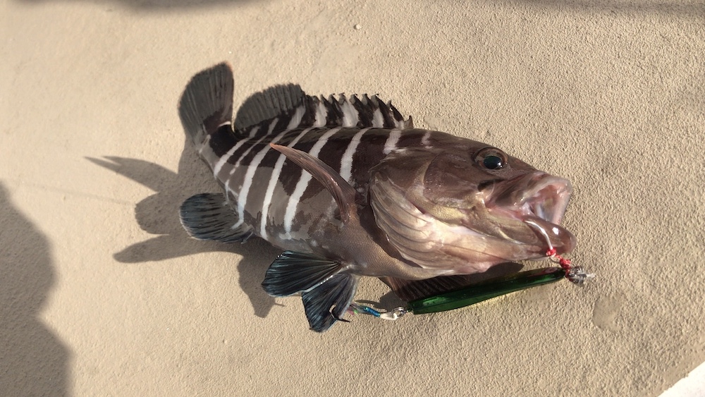 ジギングでハタ