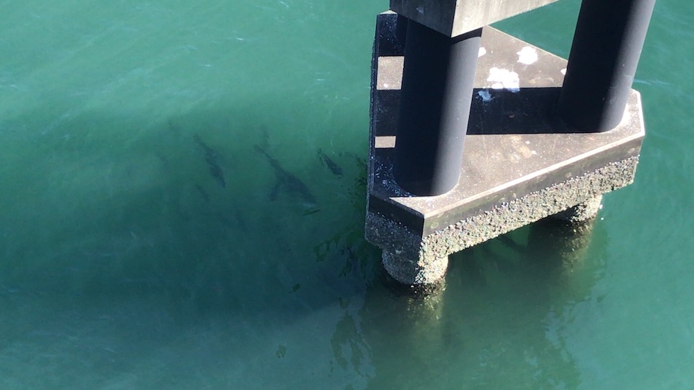 シーバスの群れ