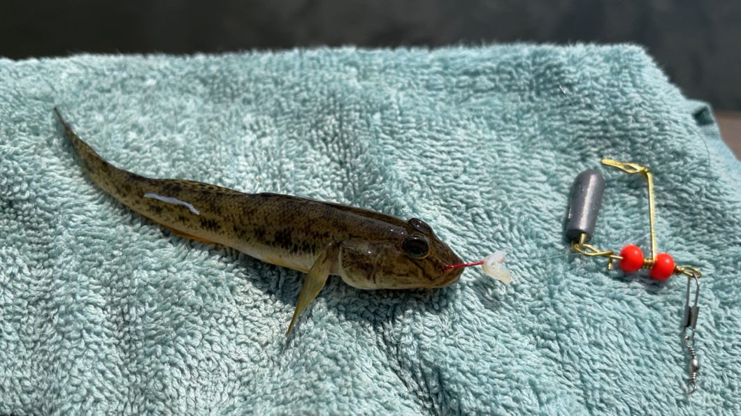 ハゼ天秤で釣れたハゼ