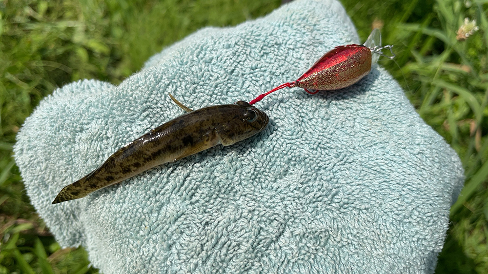 ハゼクラ釣果02