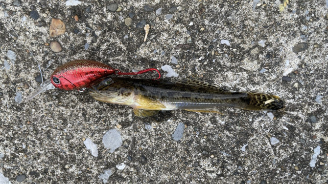 ハゼをルアーで釣る『ハゼクラ』江東区の運河で出来る場所を探して