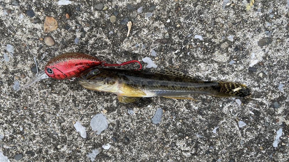 ハゼクラ釣果01