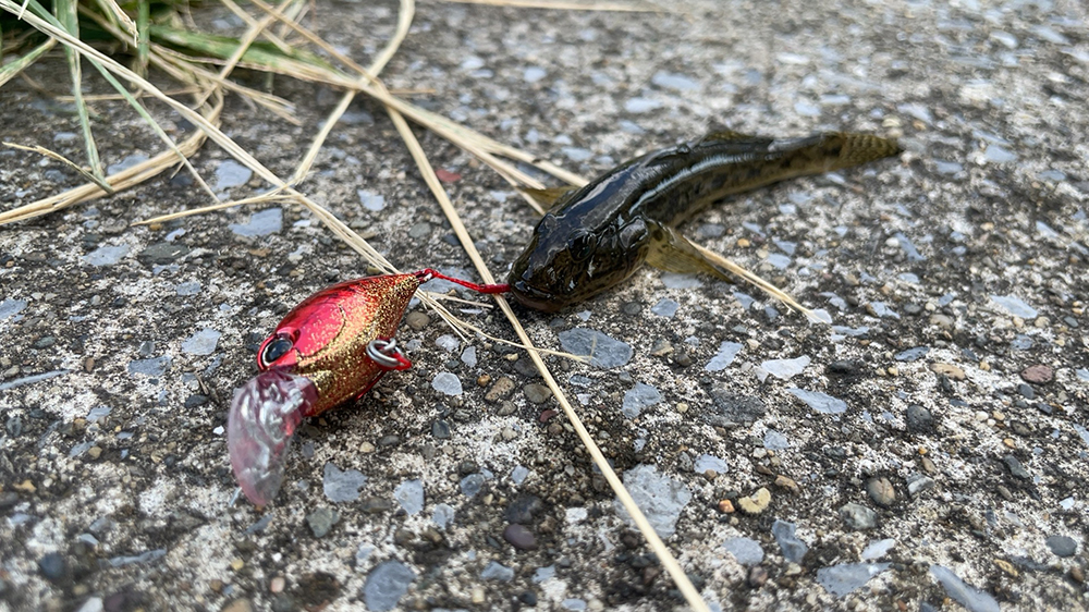 ハゼクラ釣果03