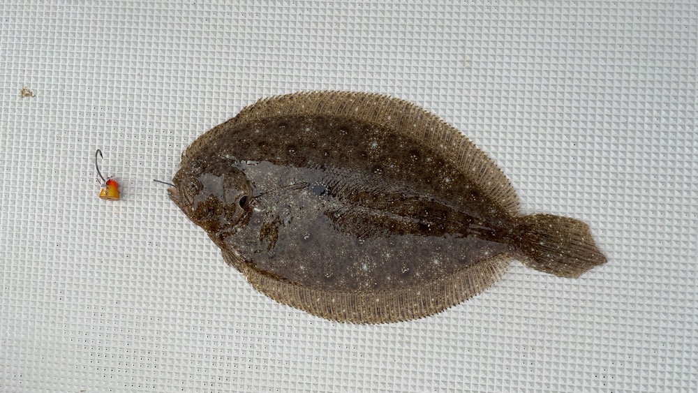 テンヤにガンゾウヒラメ