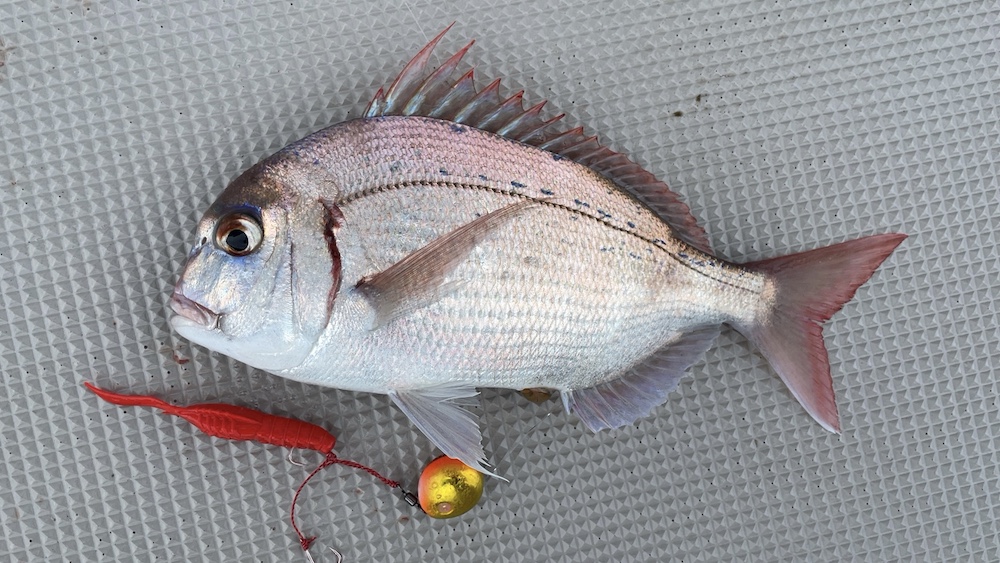 ワームで釣ったチダイ