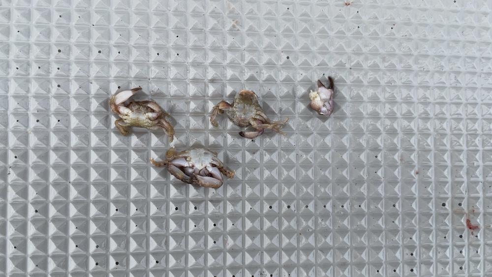 チダイが吐き出した小カニ