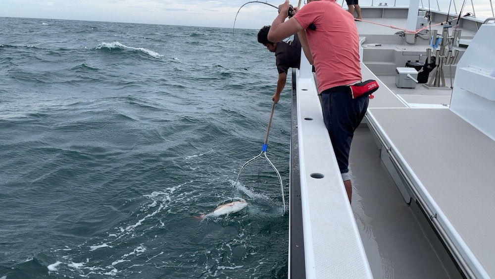 松木どん大ダイネットイン