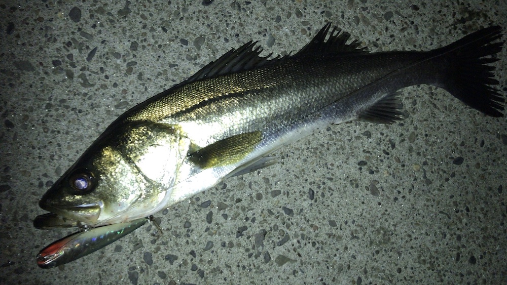 チャムペンでシーバス