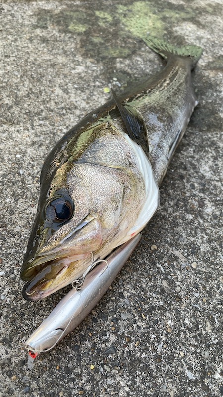 早朝TDペンシルで