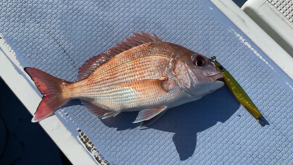 この日の1stマダイ