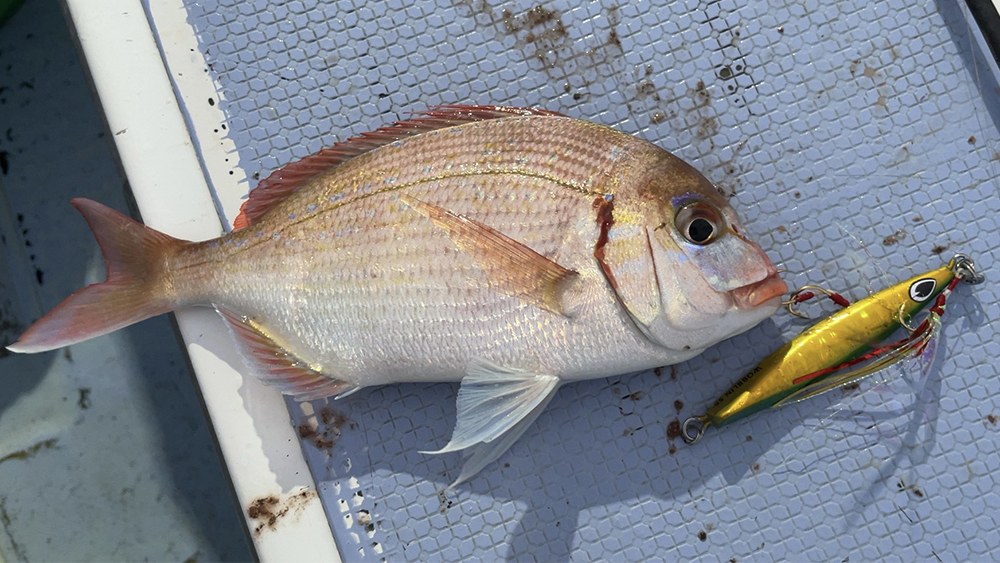 これはチダイか！？