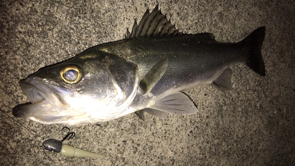 1月運河筋で釣れた1匹02
