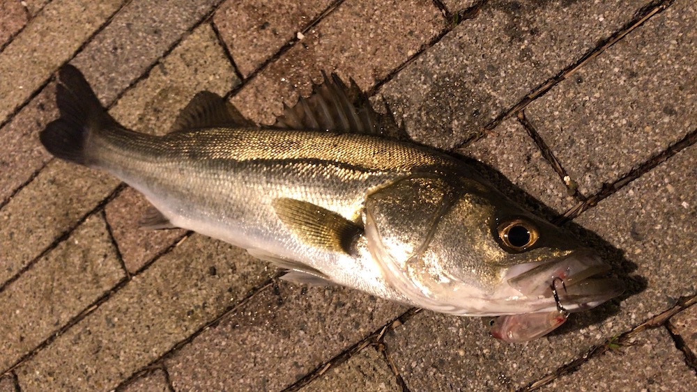 1月運河筋で釣れた1匹