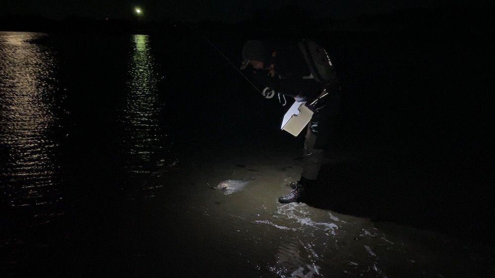 シーバスランディング