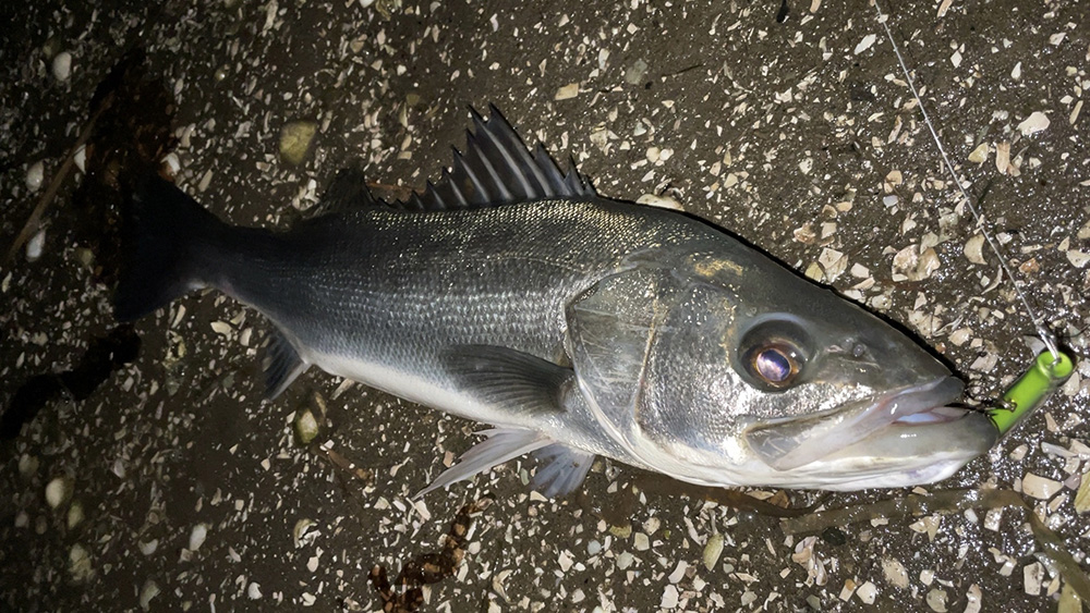 2月3日干潟河口でのウェーディングシーバス