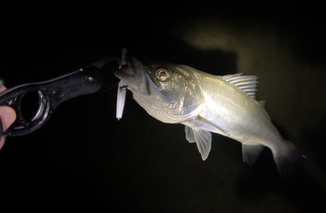 厳冬期の流下系ベイトパターンを狙う。干潟河口ウェーディングでシーバス攻略2月編_01