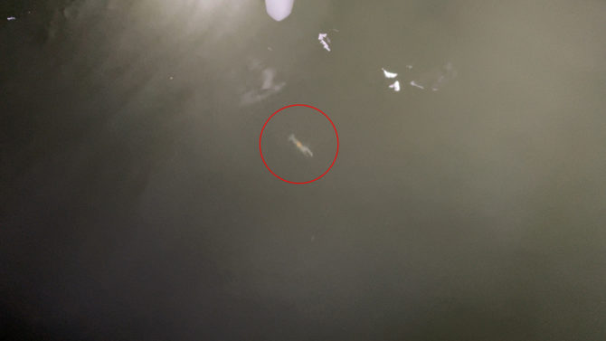 厳冬期の流下系ベイトパターンを狙う。干潟河口ウェーディングでシーバス攻略2月編_02