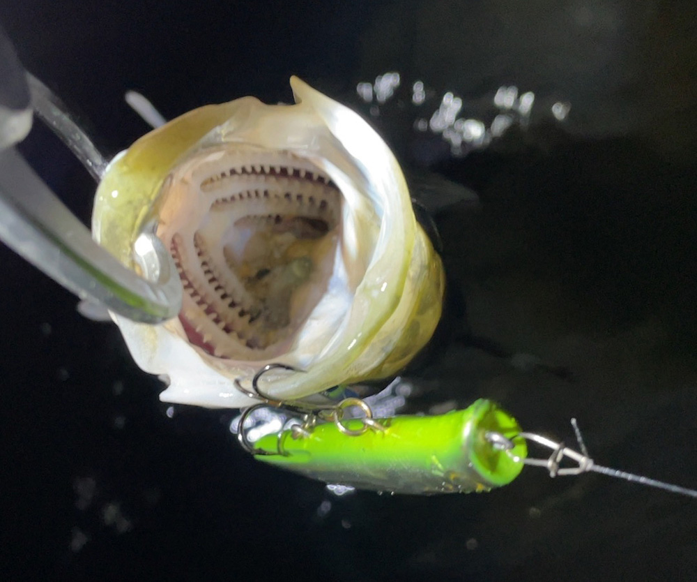 釣れたシーバスの喉奥のバチ