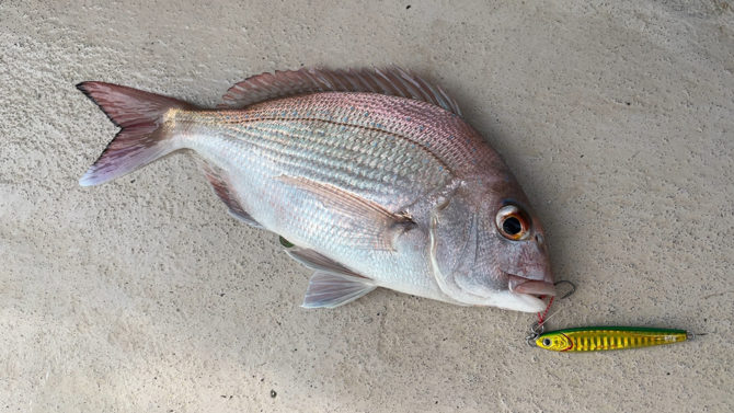 外房大原出船のSLT。ジギング、オモック+ショートラバまたはワームでマダイを狙う