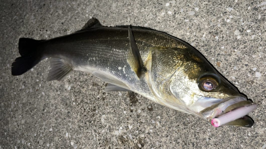 テストルアーでの釣果02