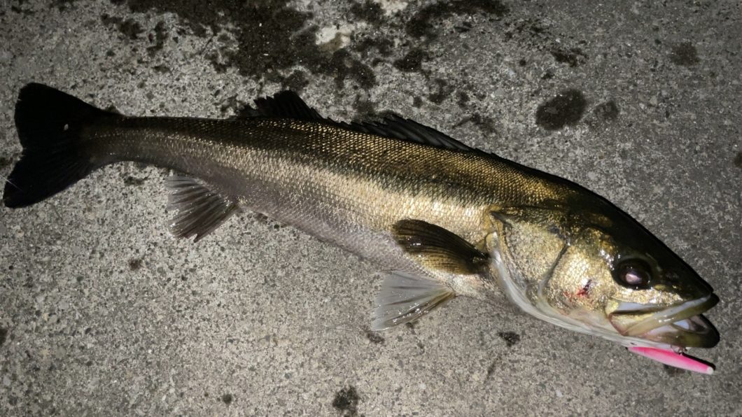 テストルアーでの釣果06