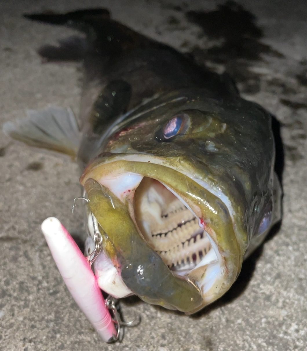 テストルアーでの釣果07